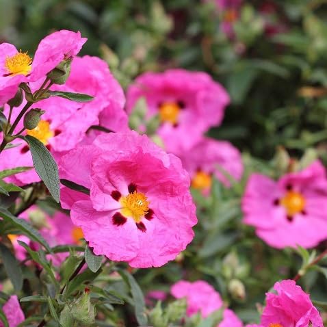Cistus Flower Seeds