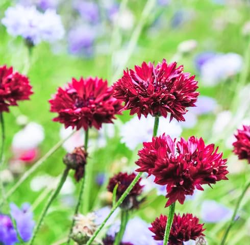 Red Centaurea Flower Seeds