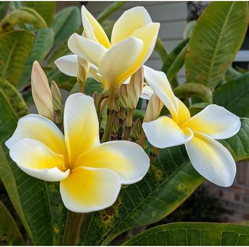 Frangipani Flower Seeds