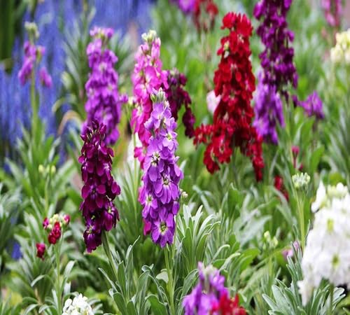 Mixed Hoarystock Flower Seeds 