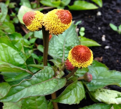 Yellow Acmella Flower Seeds