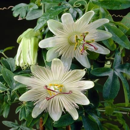 White Passion Flower Seeds