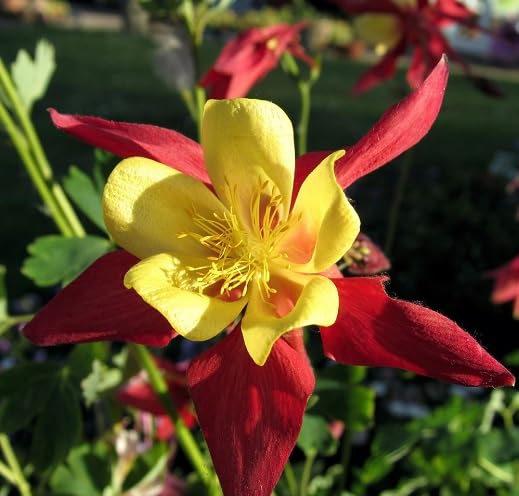 Red Yellow aquilegia Flower Seeds