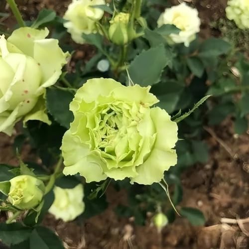 Green Giant Rose Flower Seeds