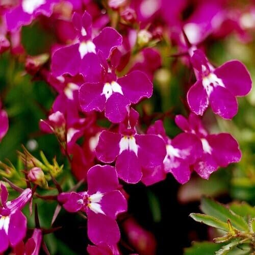 Pink Lobelia Regatta Flower Seeds
