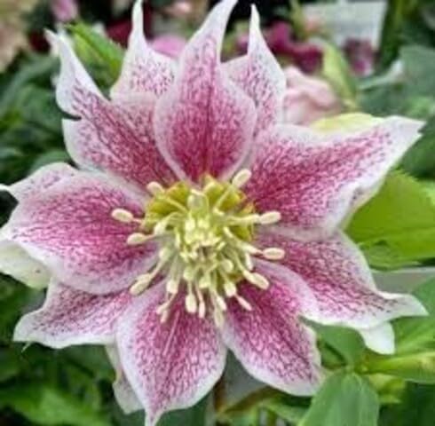 Purple Helleborus Orientalis Flower Seeds