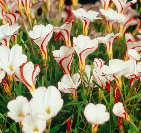 Oxalis Versicolor Flower Seeds