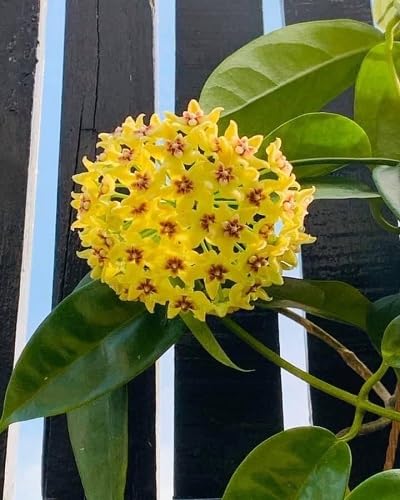 Yellow Hoya Carnosa Flower Seeds
