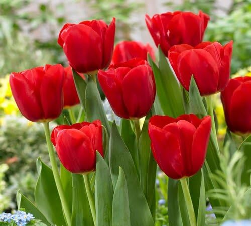 Red pc Tulip Flower Seeds