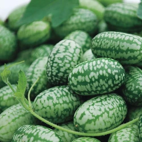Green Mini Cucumber Plants Seeds vegetable seeds - Heirloom, Organic, Non Gmo Garden Seeds for kitchen garden planting