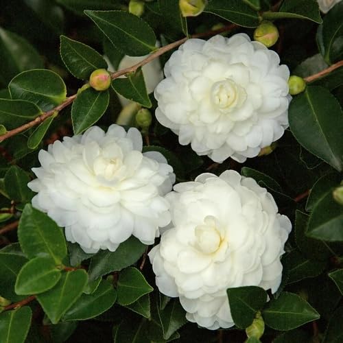 White Camelia Flower Seeds