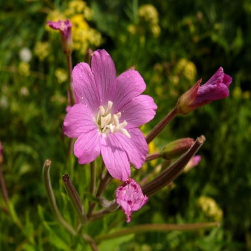Pink Epilobium parviflorum Flower Seeds