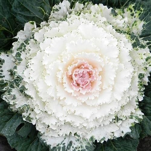 White Kale vegetable seeds - Heirloom, Organic, Non Gmo Garden Seeds for kitchen garden planting