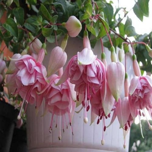 Fuchsias Lantern Flower Seeds