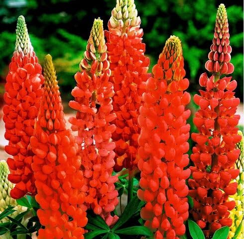 Red Lupine Flowers Seeds