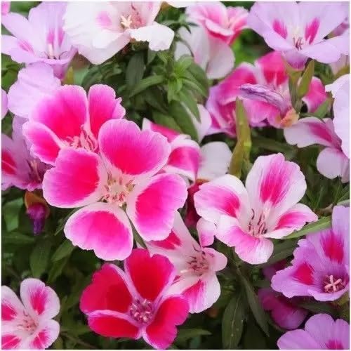 Pink Clarkia Flower Seeds