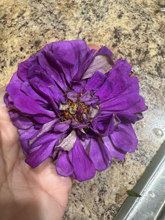 Dark Purple Zinnia Flower Seeds - Heirloom Non GMO High Germination Premium Garden Seeds for Planting