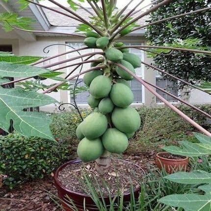 Green Papaya fruit seeds for organic garden planting