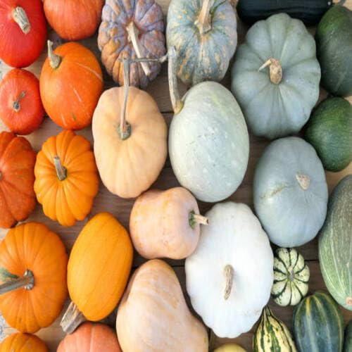 Mixed Pumpkin vegetable seeds for Home Gardening, Healthy Seasonal Vegetable Planting for kitchen garden planting
