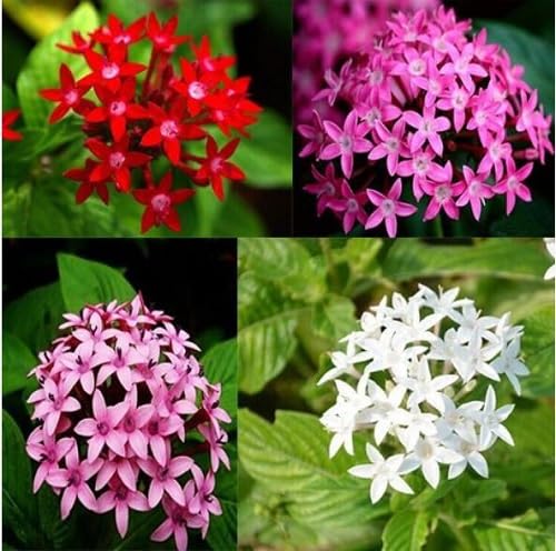 Mixed Pentas Lanceolata Flower Seeds