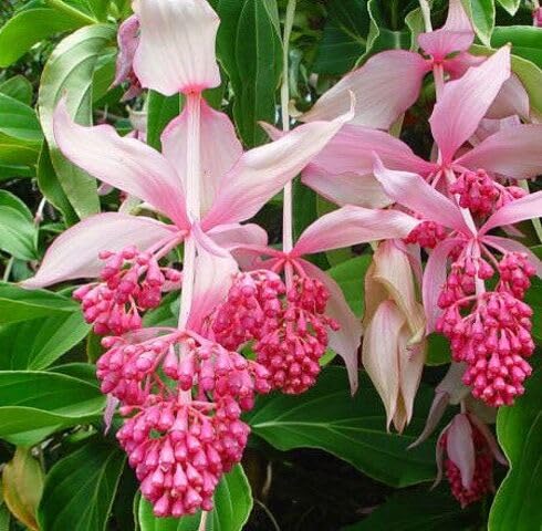 Pink Medinilla Flower Seeds