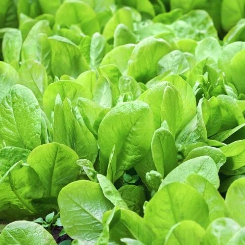 Green Spanish vegetable seeds - Heirloom, Organic, Non Gmo Garden Seeds for kitchen garden planting