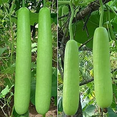 Green Long Bottle Gourd vegetable seeds - Heirloom, Organic, Non Gmo Garden Seeds for kitchen garden planting