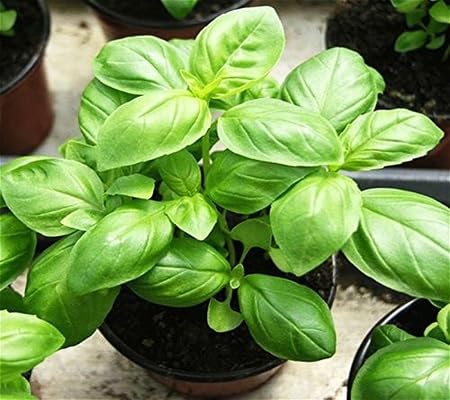 Basil Plant Seeds herb seeds - heirloom, natural growing garden seeds
