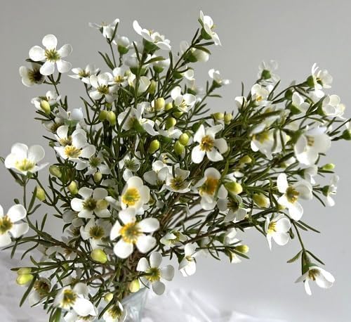Geraldton Wax Flower Seeds