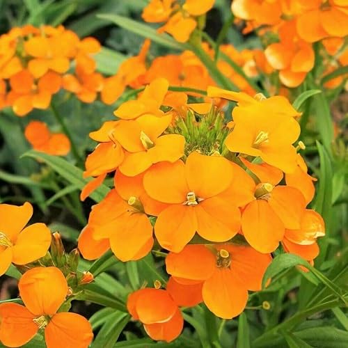 orange cheiranthus flower seeds
