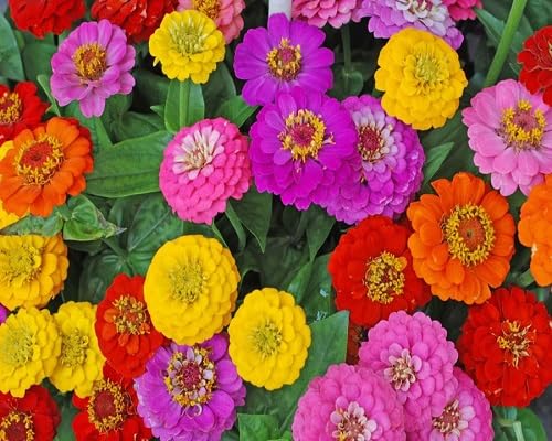 Mixed Zinna Flower Seeds