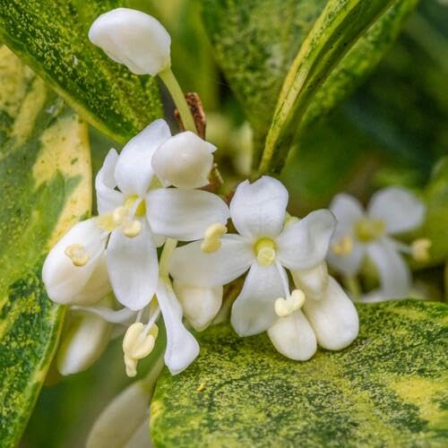 White Osmanthus Flower Seeds