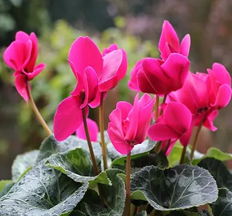 Pink Cyclamen Flower Seeds