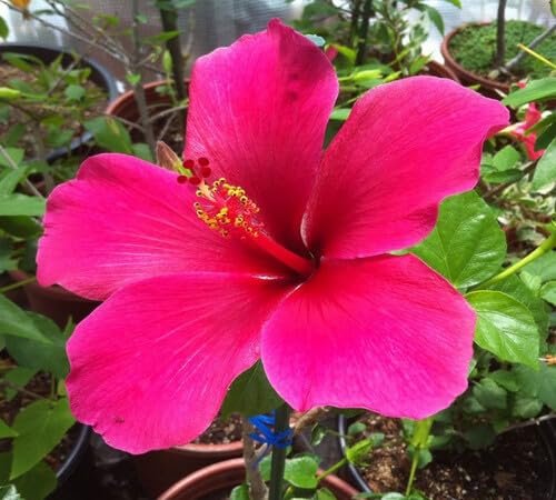 Pink Hibiscus Flower Seeds