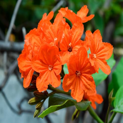 Orange cordia sebestena Flower Seeds