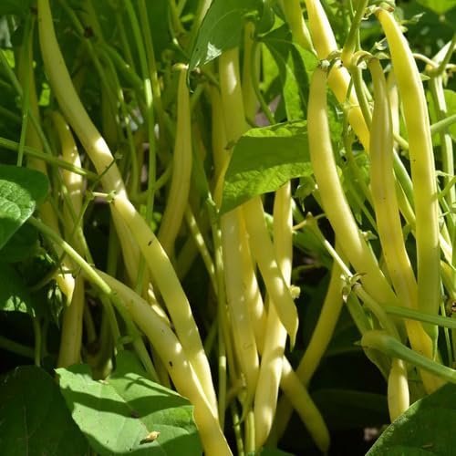 Yellow Bean vegetable seeds vegetable seeds for Home Gardening, Organic Raised Bed Gardening for kitchen garden planting
