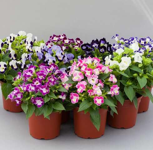 Mix Double Petunia Flower Seeds