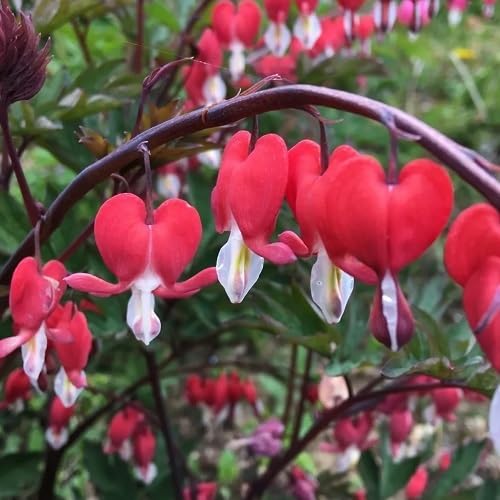 Red Bleeding Heart Flowers Seeds