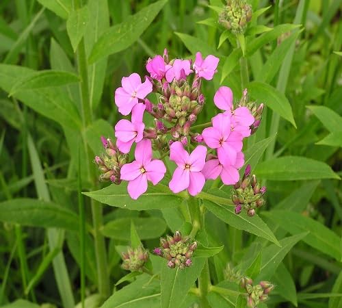 Pink Hesperis Matronalis Flower Seeds
