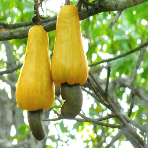 Cashew nut Fruit fruit seeds for organic garden planting