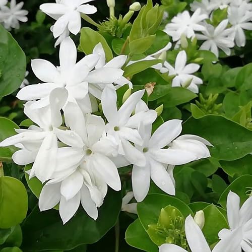White Royal Jasmine Flower Seeds