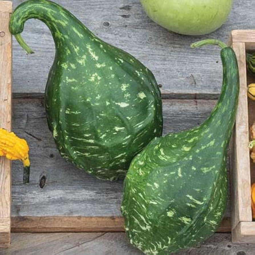 Maranka Dinosaur Gourd Cucurbita Maxima