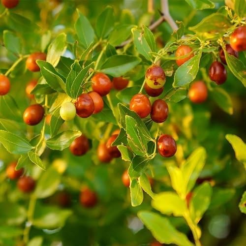 red ziziphus fruit Fruit Seeds organic garden seeds