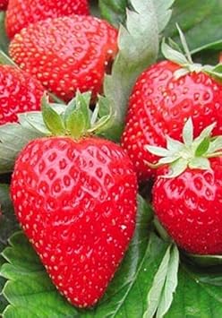 hokowase strawberry fruit Fruit Seeds organic garden seeds