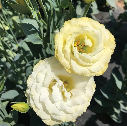 Yellow lisianthus Flower Seeds