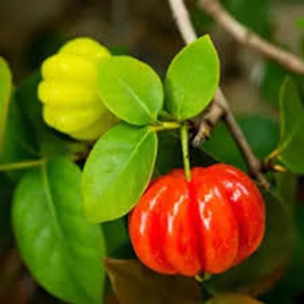 Pitanga Fruit Unique Tangy Fruits In Your Heirlom For Sustainable Fruit Seeds