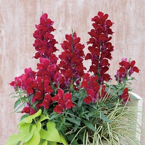 Red antirrhinum majus Flower Seeds