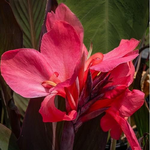 Pink Canna Flower Seeds