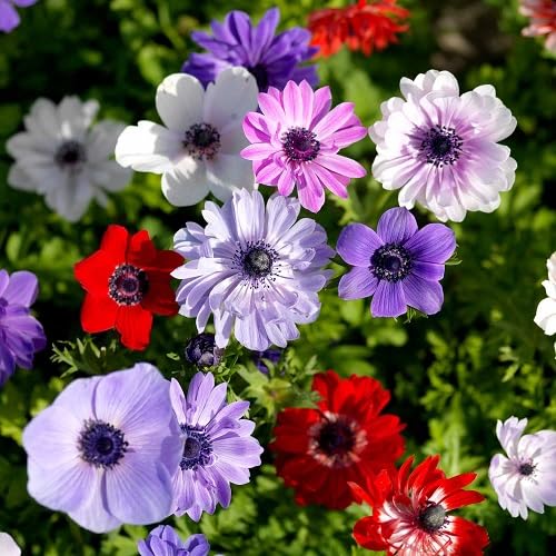 Mixed Anemone Flower Seeds