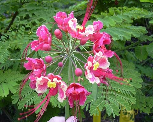Calceolaria Herbeohybrida Flower Seeds - Heirloom Non GMO Premium Garden Seeds for Planting